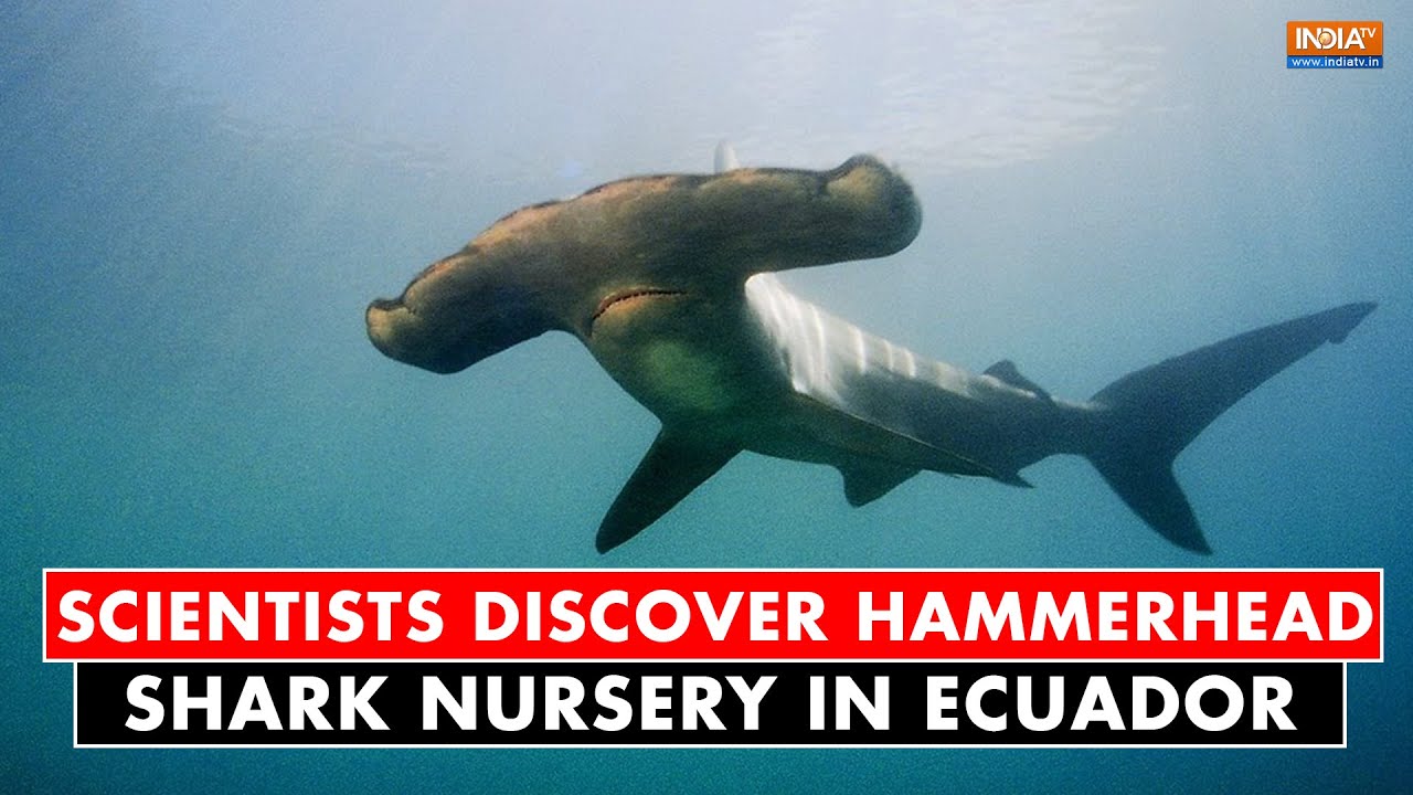 Scientists Discover Possible Hammerhead Shark Nursery in Ecuador’s Galapagos – Marine Technology News